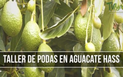 Expertos en Árboles Frutales en Ferrol