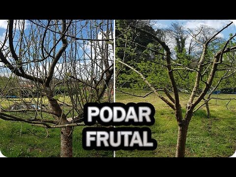 Guía para Podar Árboles en Galicia