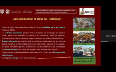 Estrategias Efectivas para el Control de Plagas en Áreas Verdes