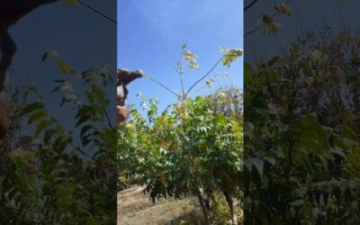 Consecuencias de una Mala Poda en Árboles Nativos