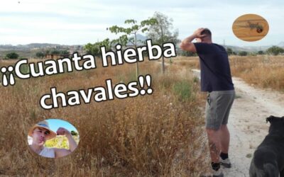 Estrategias Efectivas para la Eliminación de Vegetación en Terrenos Baldíos